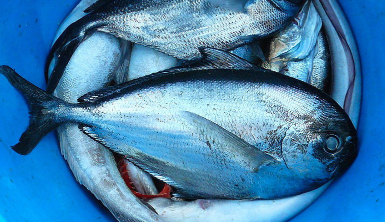 omega 3 nel pesce