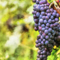 proprietà benefiche dell'uva