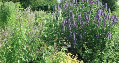 10 erbe naturali per dimagrire e perdere peso erbe dimagranti